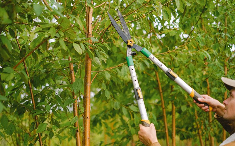 Tree trimming in Cecil, WI