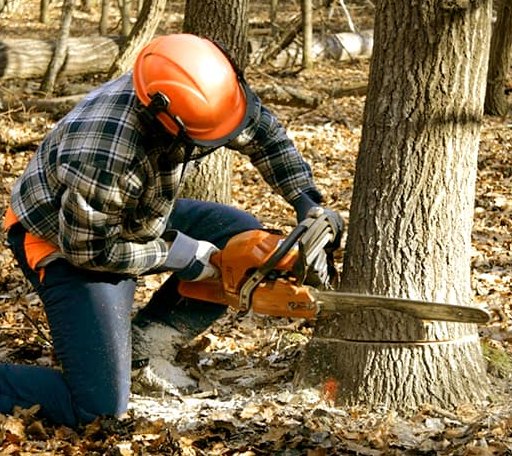 Tree Removal in Cecil, WI